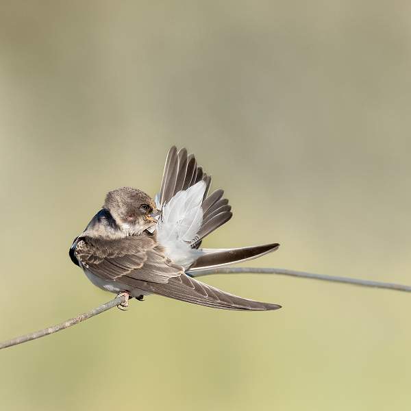 Life on the Wire 1.jpg